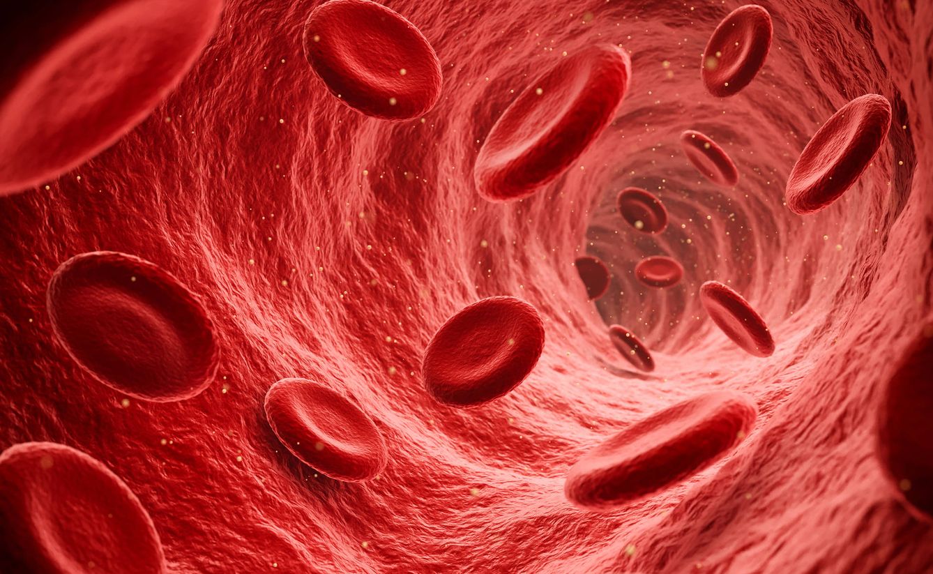 Glóbulos rojos por el torrente sanguíneo (Fuente: iStock)