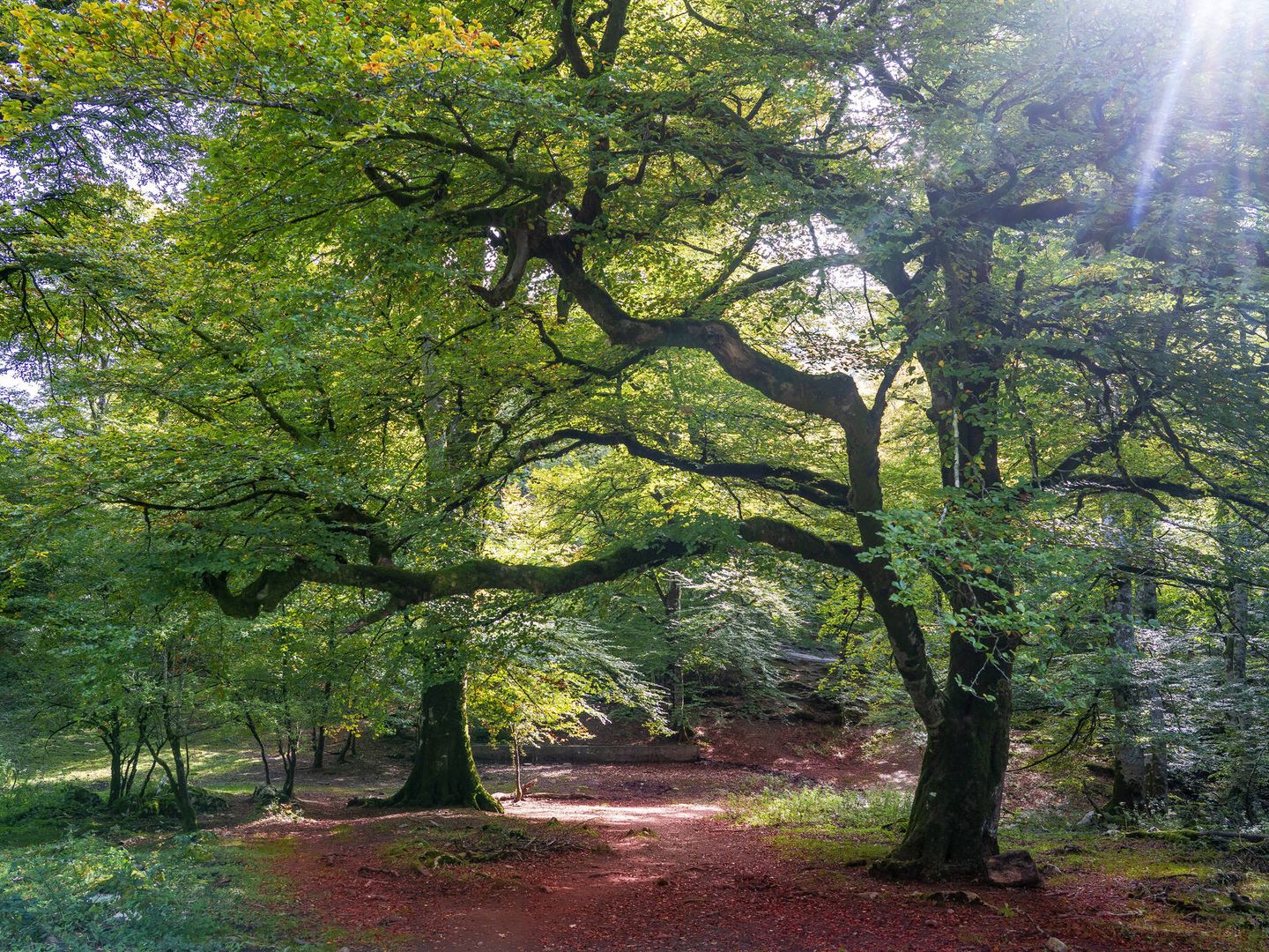 Bosque de hayas en la Selva de Irati (Fuente: iStock)