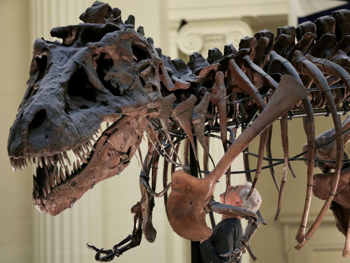 Desaparecer Preferencia vertical El Tyrannosaurus Rex podría tener en realidad tres especies distintas