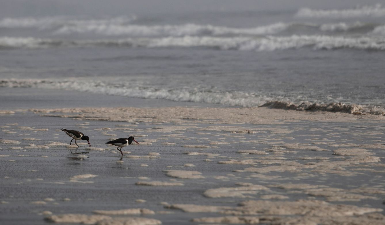 Aves marinas buscando comida entre el vertido de petróleo en Perú. (Reuters/Angela Ponce)