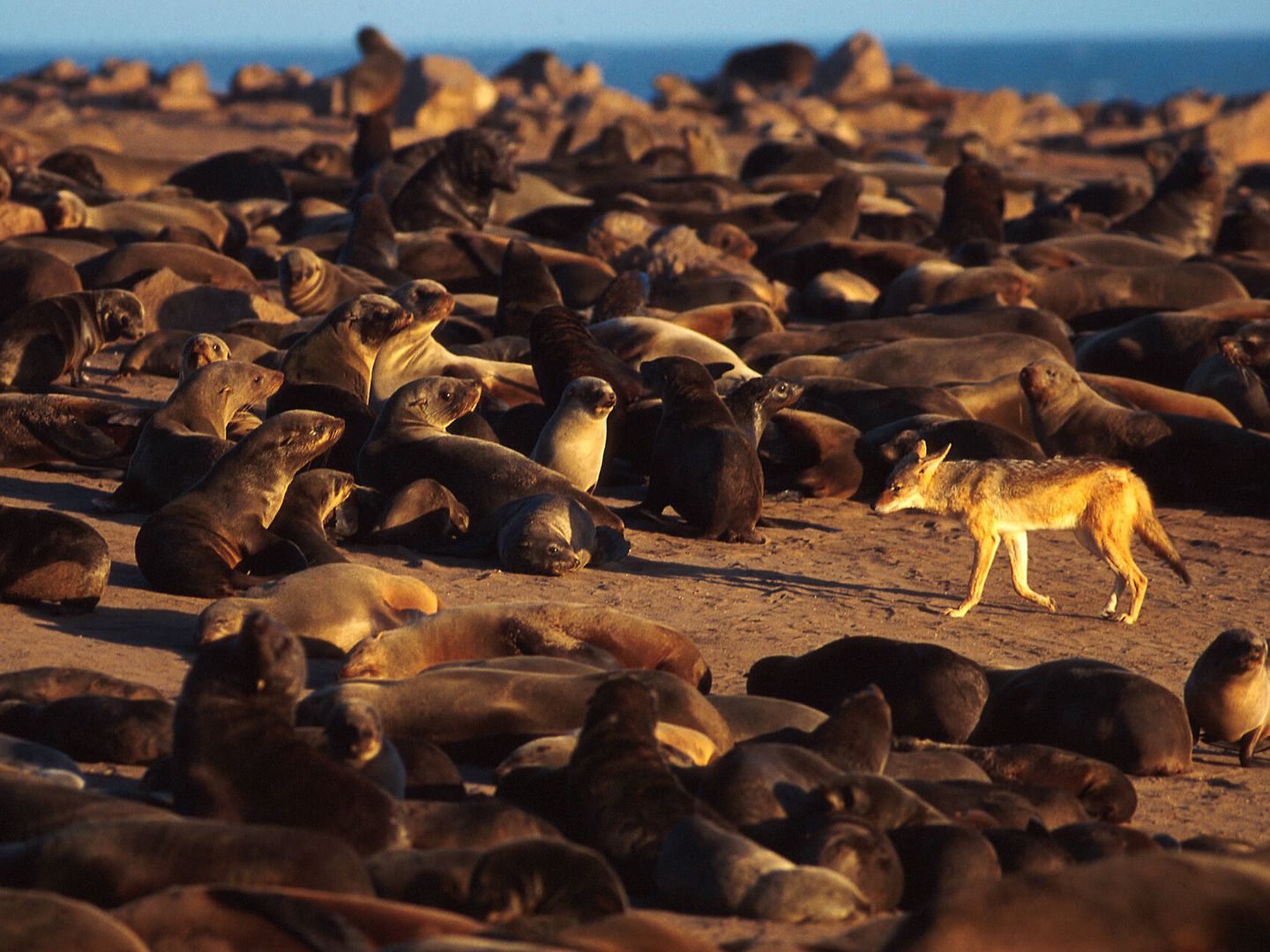 Un chacal entre lobos marinos del Cabo en las costas de Namibia. (Andoni Canela)