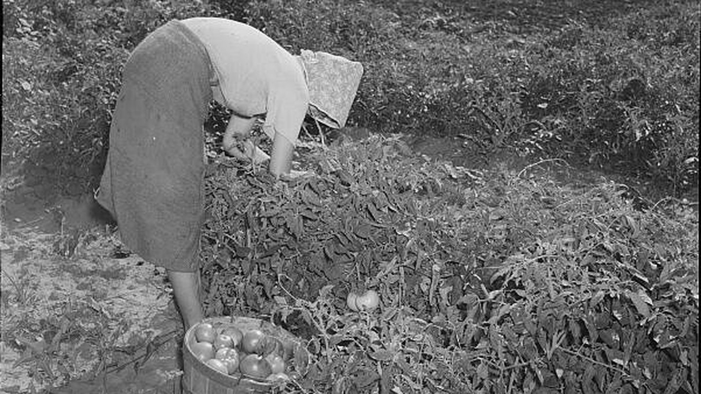 Muchacha en los campos de Muskogee, Oklahoma, recogiendo tomates en 1939. Fuente: Wikimedia.