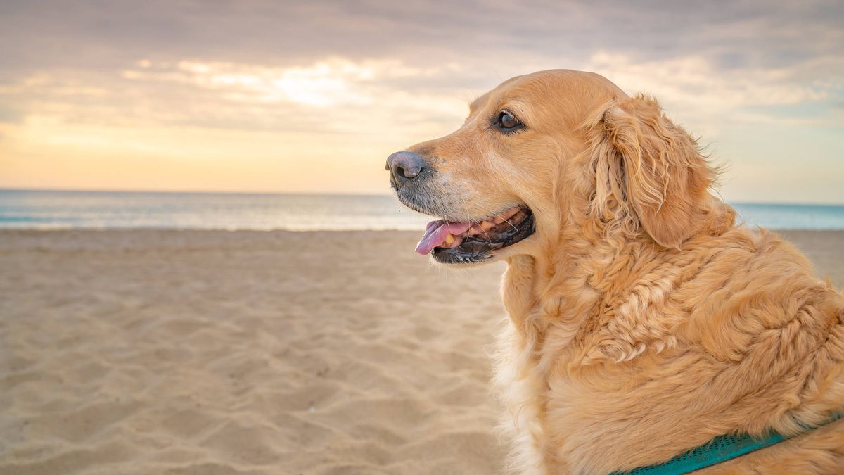Estado nombre de la marca Formular Playas para perros en España: consulta las costas a las que pueden ir estas  vacaciones