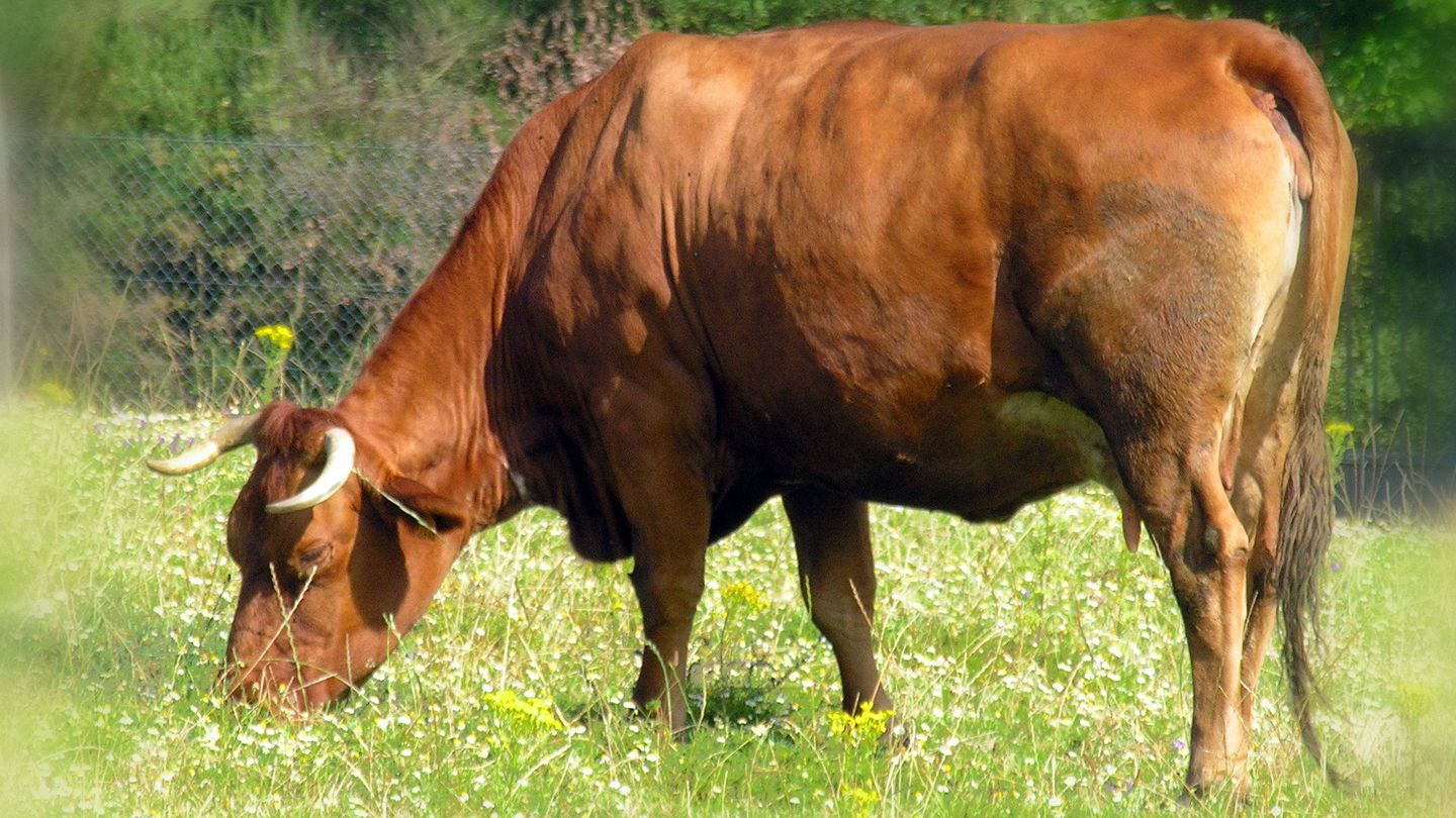 Vaca rubia gallega. (Wikimedia)