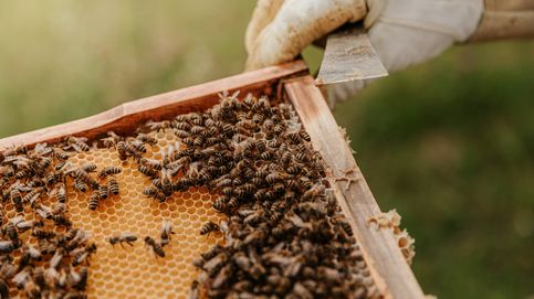 Bruselas insta a los Veintisiete a limitar el pesticida sulfoxaflor para proteger a las abejas