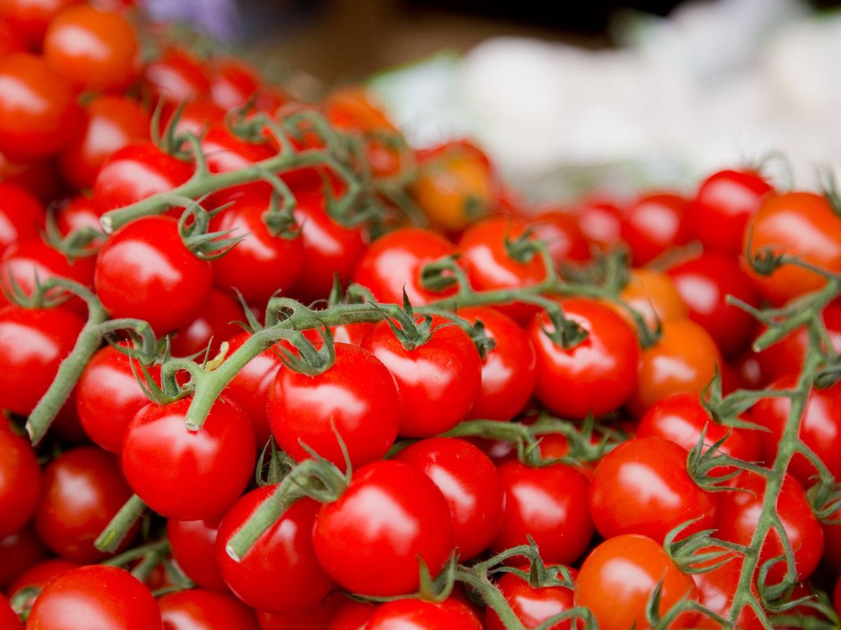 Foto: Alerta alimentaria: brote de salmonelosis en unos tomates cherry que deja más de 90 afectados en Europa. (iStock)
