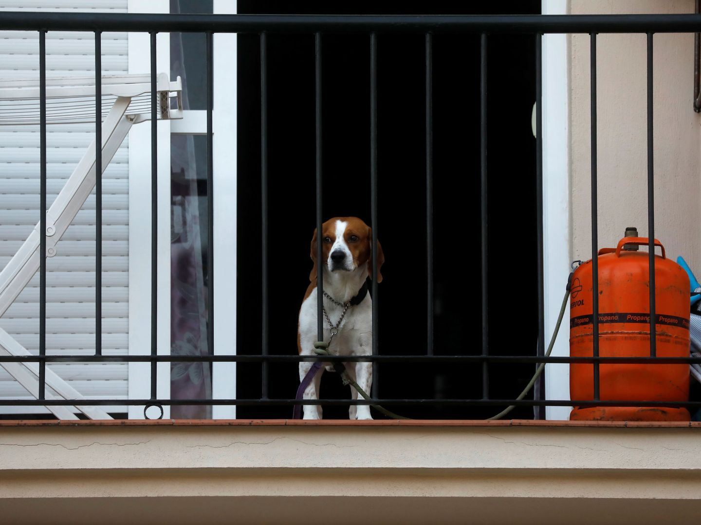 Un perro confinado. (Reuters/Jon Nazca)