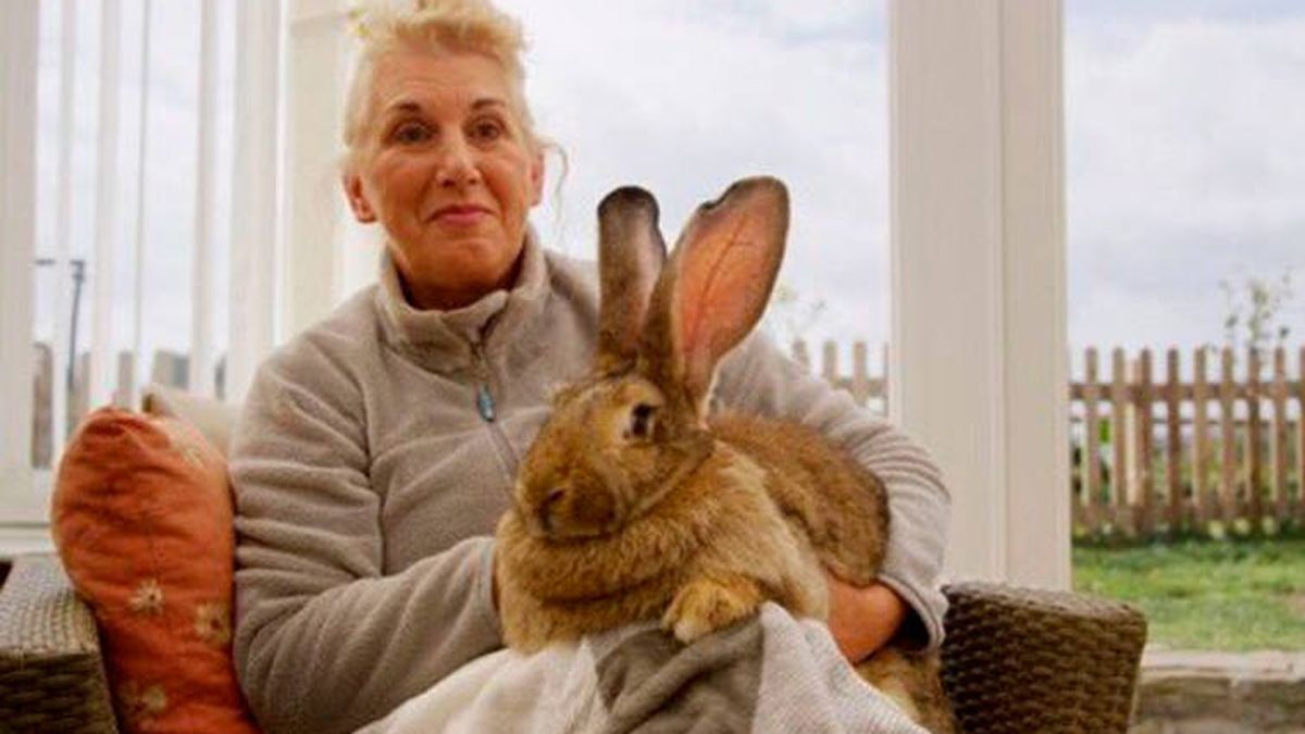 Roban el conejo más grande del mundo a una exmodelo de Playboy