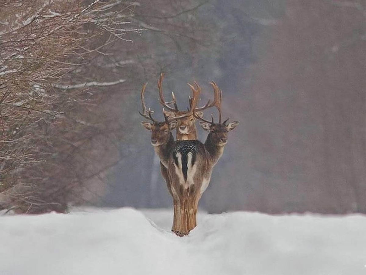 Foto: Un ciervo con tres cabezas: la increíble ilusión óptica de un fotógrafo (Renatas Jakaitis)