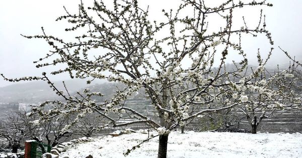Foto: Un cerezo en flor tras una nevada primaveral el año pasado. (EFE)