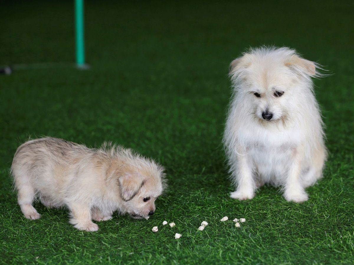 Foto: Un perro de nueve años junto a su clon, de apenas dos meses (Reuters/Jason Lee)