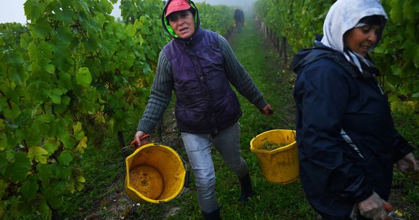 Foto: Trabajadores inmigrantes recogen uvas en un viñedo de Aylesford, en Kent. (Reuters)