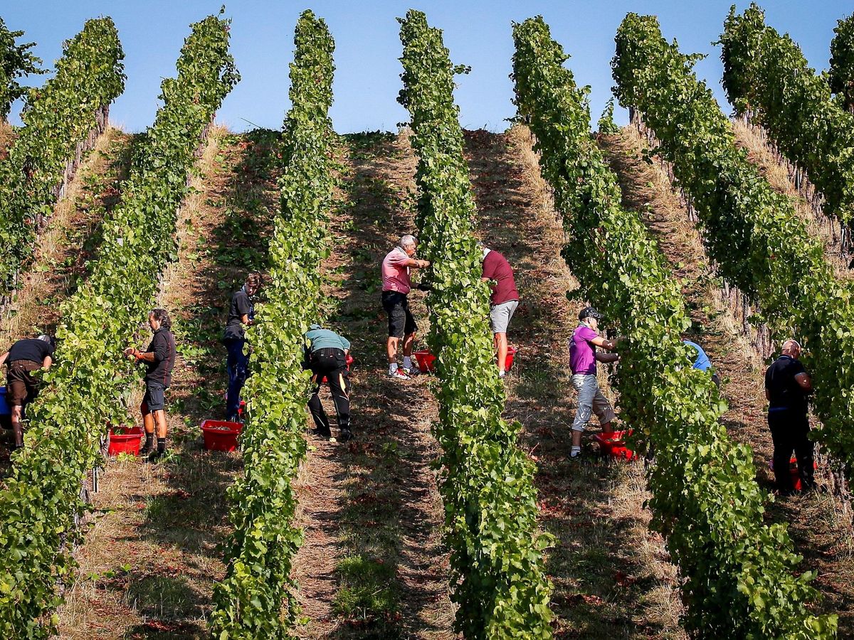 Foto: Trabajadores recogiendo uva en la vendimia. (EFE)