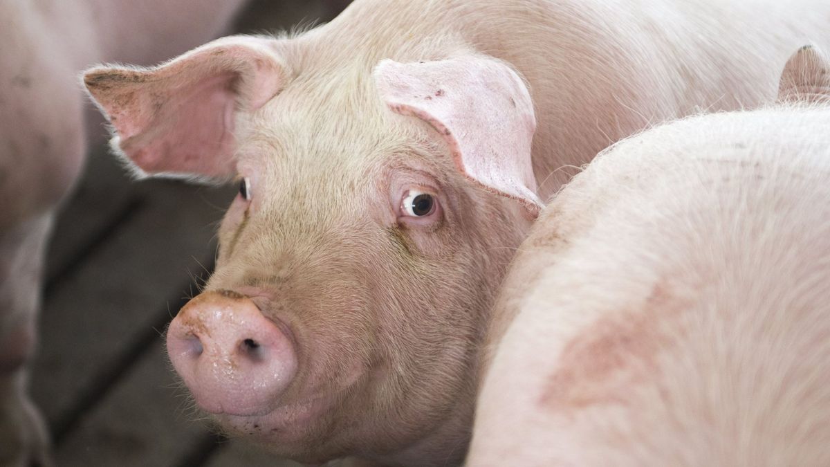 Los vecinos de Cuenca preparan una batalla judicial contra las macrogranjas de cerdos