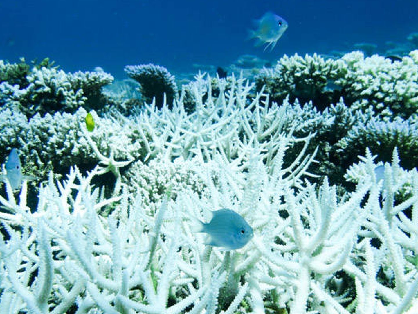 Blanqueamiento del coral en la costa australiana. Foto: Australian Institute of Marine Science