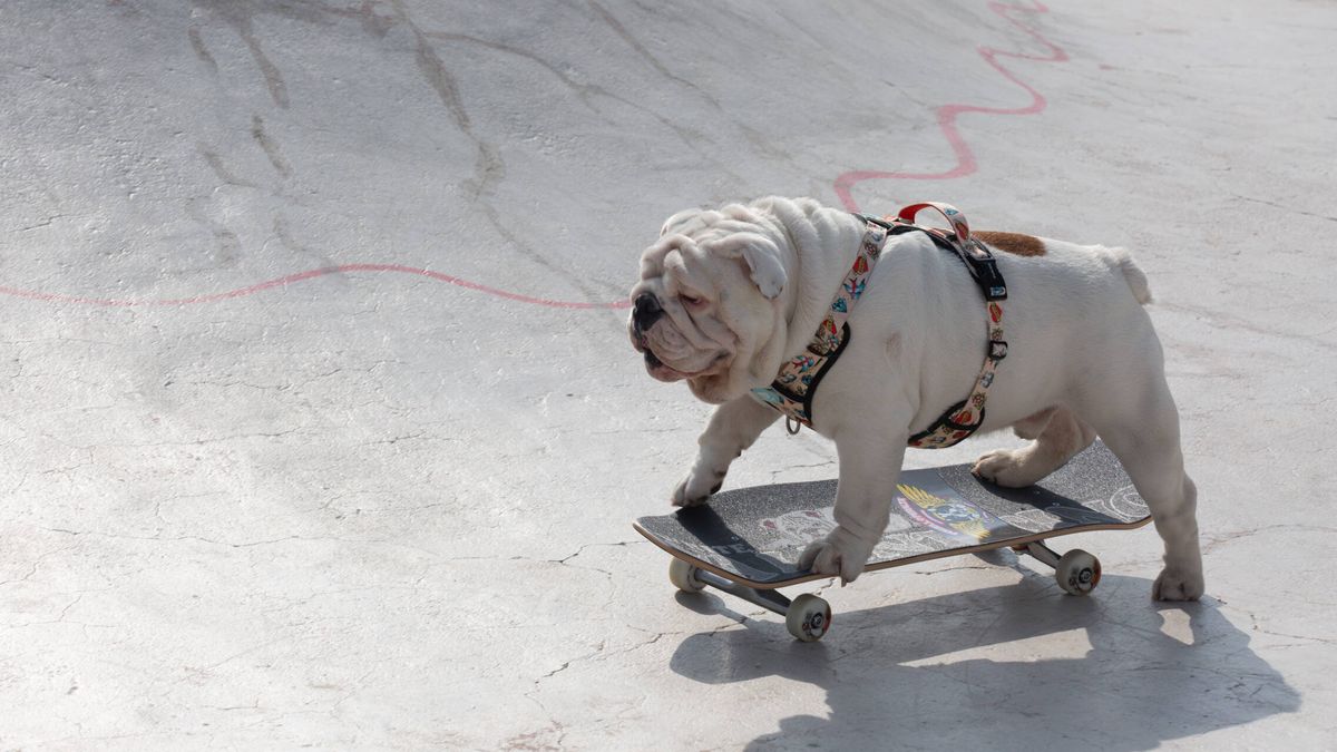‘Skaters’, amantes de la moda y expertos en posar: así son los perros ‘influencers’