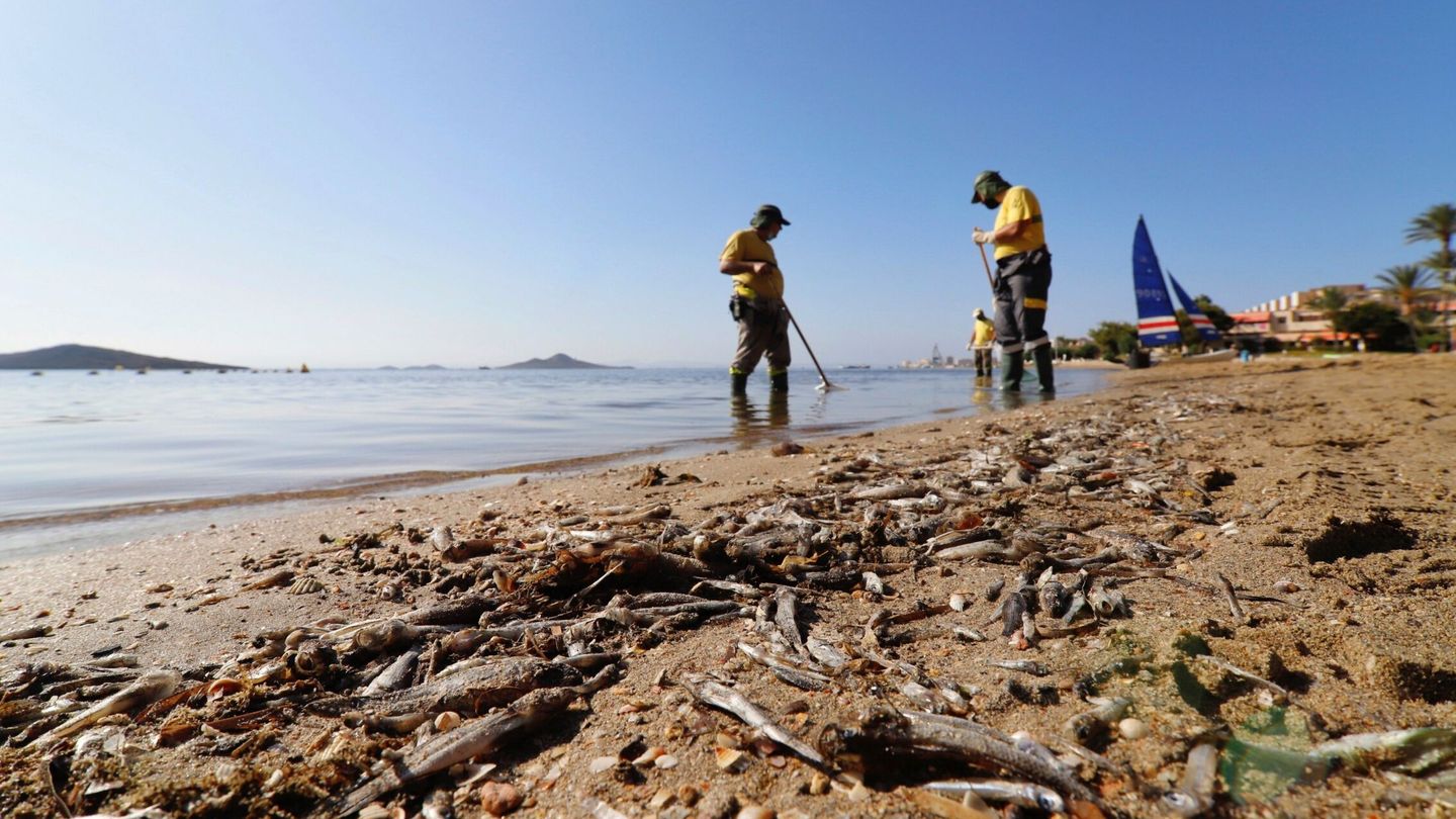 Operarios retiran los peces muertos de las playas del Mar Menor (EFE)