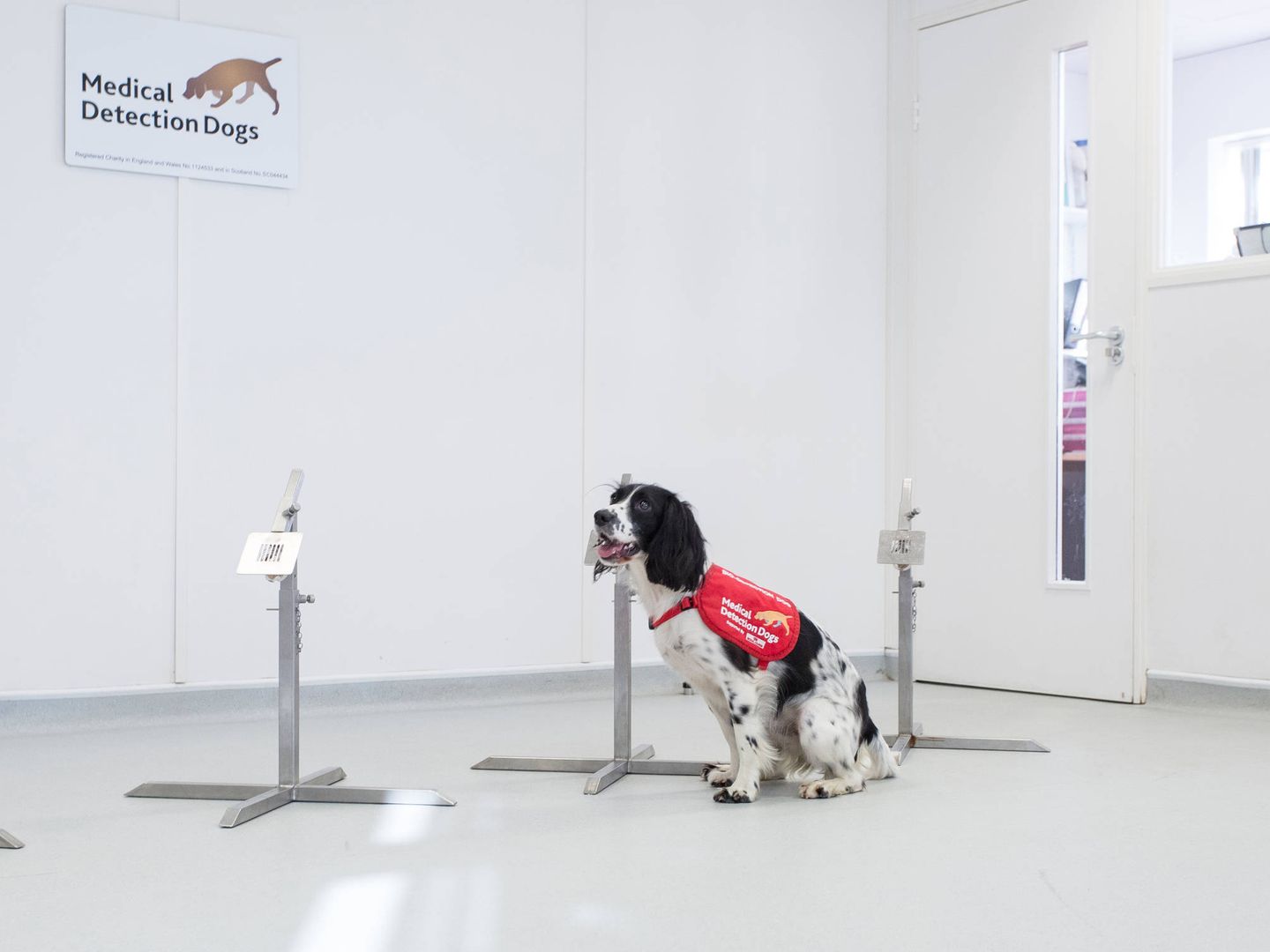 Freya, una de las primeras perras adiestradas para detectar la malaria (Medical Detection Dogs)