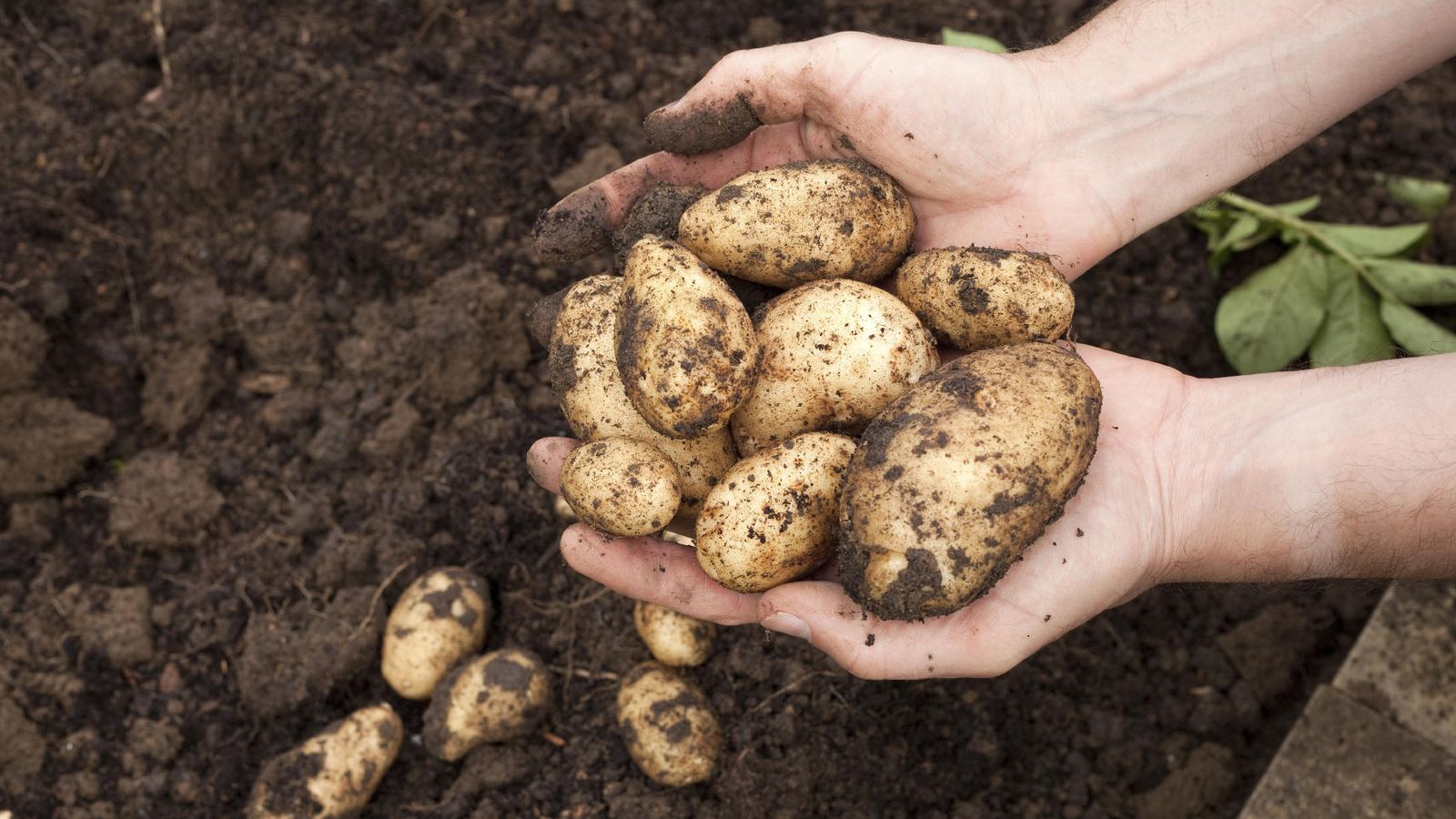 Foto: ¿Fue la patata el cultivo que cambió la historia? (iStock)