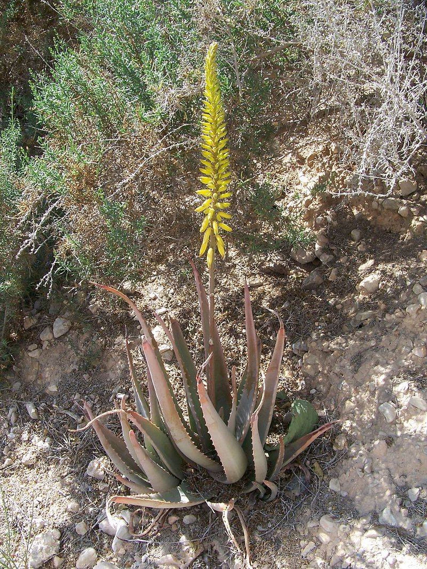 El Aloe Vera. (Wikipedia)