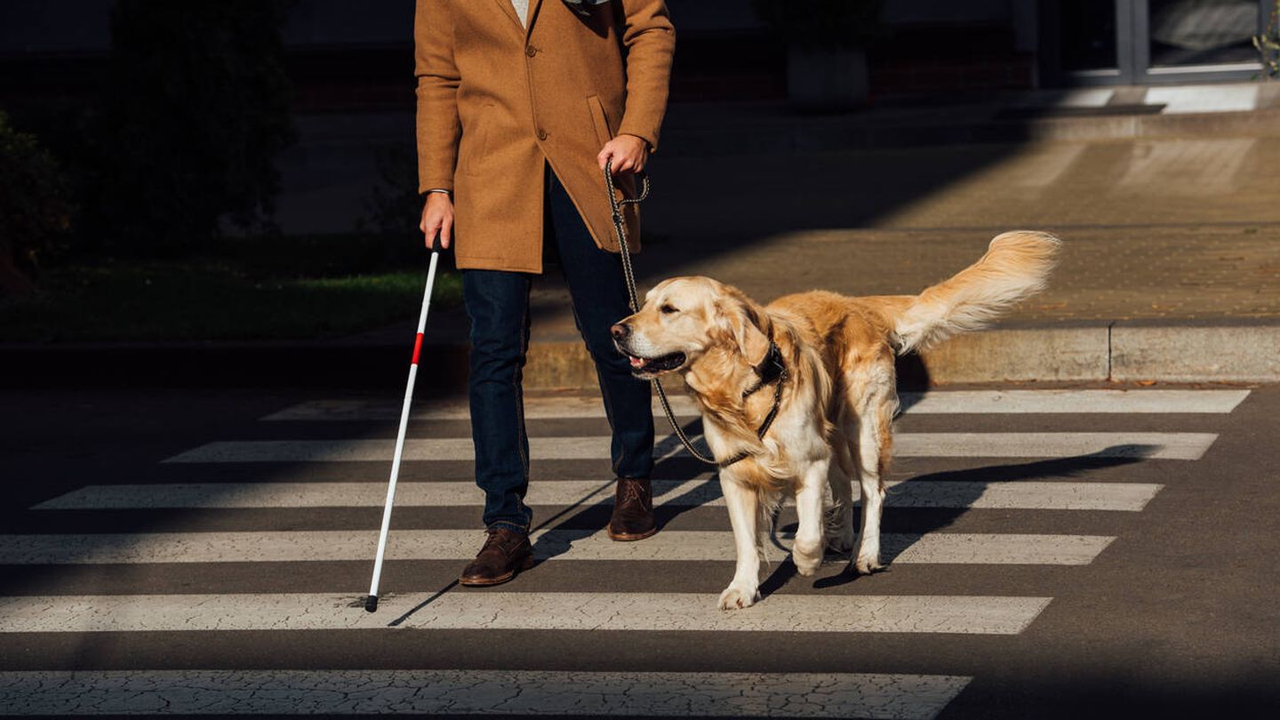 Un chico ciego con su perro guía (iStock)
