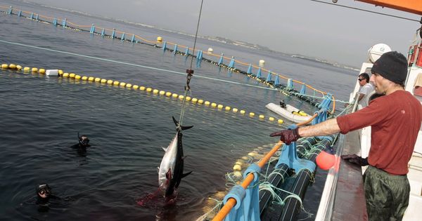 Foto: Captura de un atún cerca de Garrucha, Almería (Reuters)