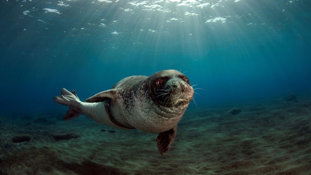 La nueva especie de enorme foca monje extinta hace 3M de años y ahora descubierta
