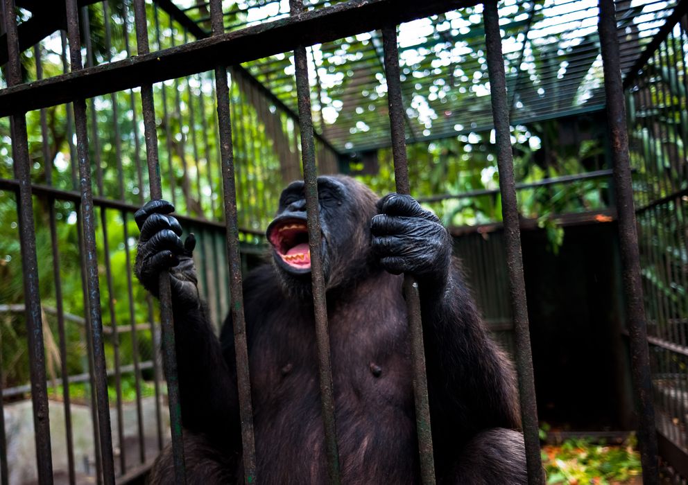 Foto: El reconocimiento de personalidad jurídica a los chimpancés prohibiría su cautiverio y compra-venta. (Corbis)