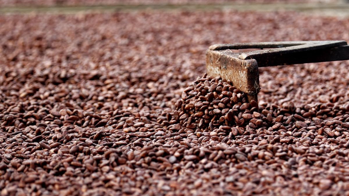 El precio del cacao, en máximos anuales: la sequía de Ghana deja su producción hundida