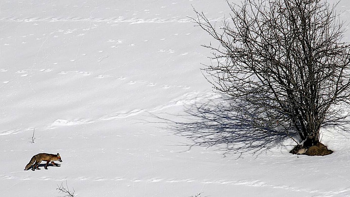 Un zorro en la nieve del Pirineo. (Andoni Canela)