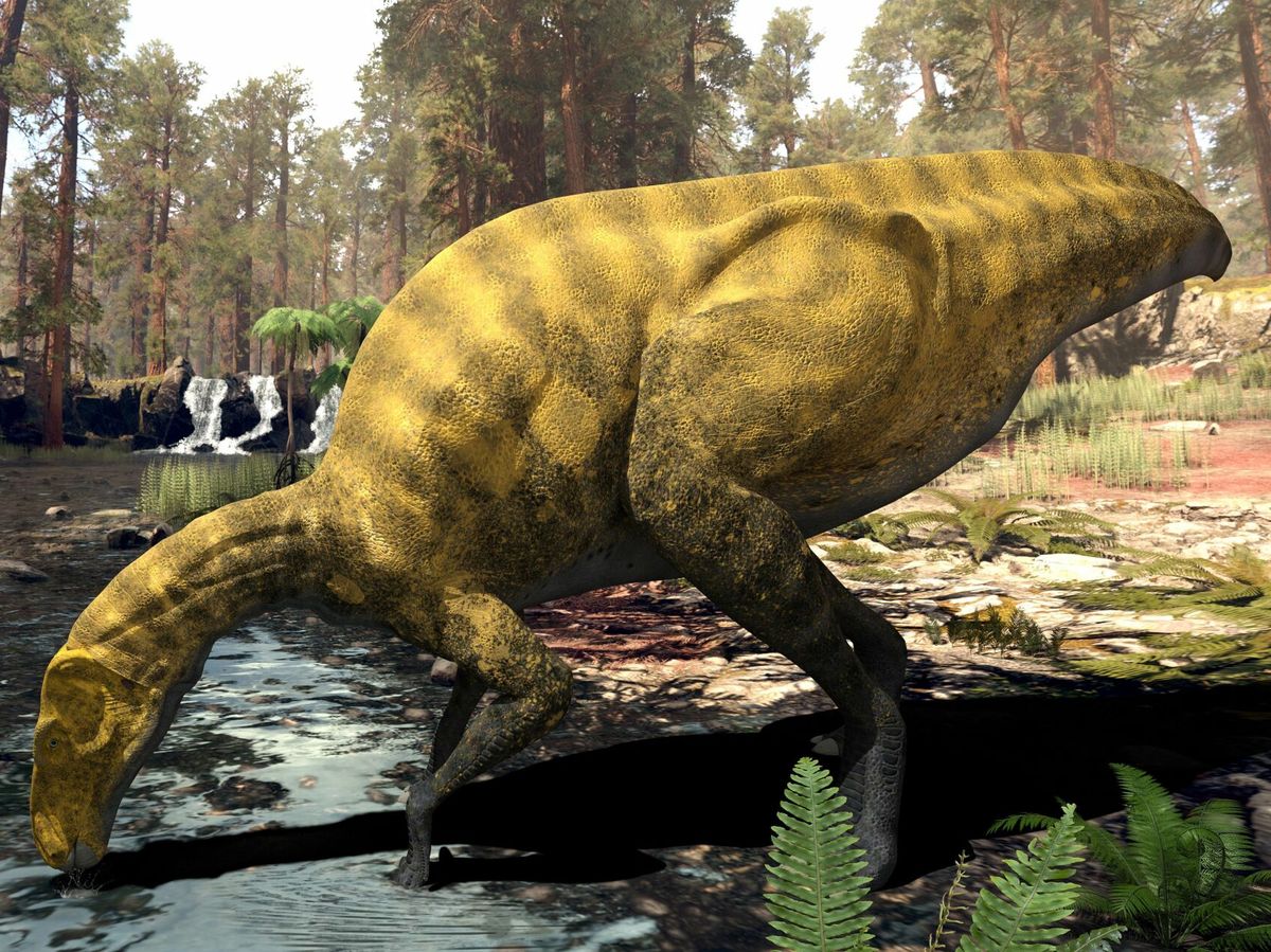 Foto: Recreación del nuevo dinosaurio, parecido a un 'Iguanodon'. (EFE)