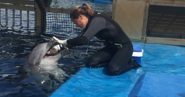 Foto: Una cuidadora toma muestras de saliva de un delfín en el Oceanogràfic (A.V.)