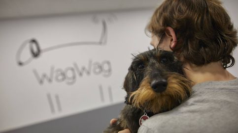 El ‘boom’ de las guarderías para perros: Nos preguntan muchas parejas jóvenes