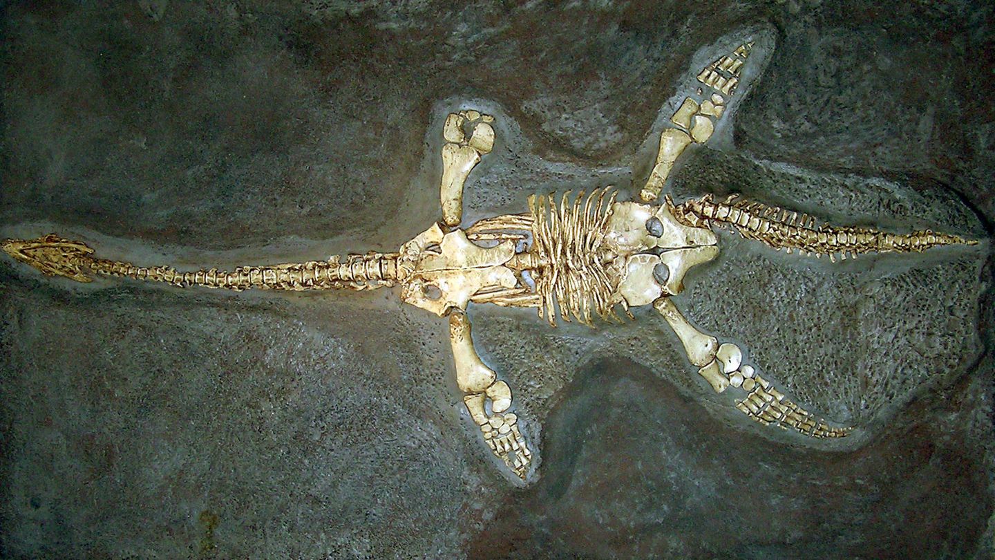 Restos del plesiosaurio, descubierto en Inglaterra. (Wikipedia)
