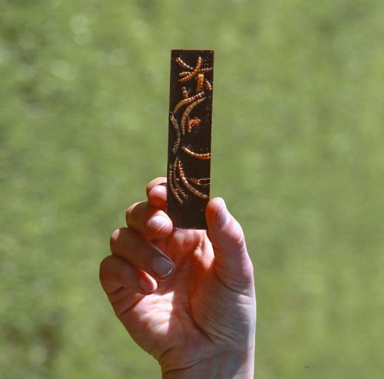 Una persona sostiene una barrita de chocolate que contiene Tenebrio mollitor. (EFE)