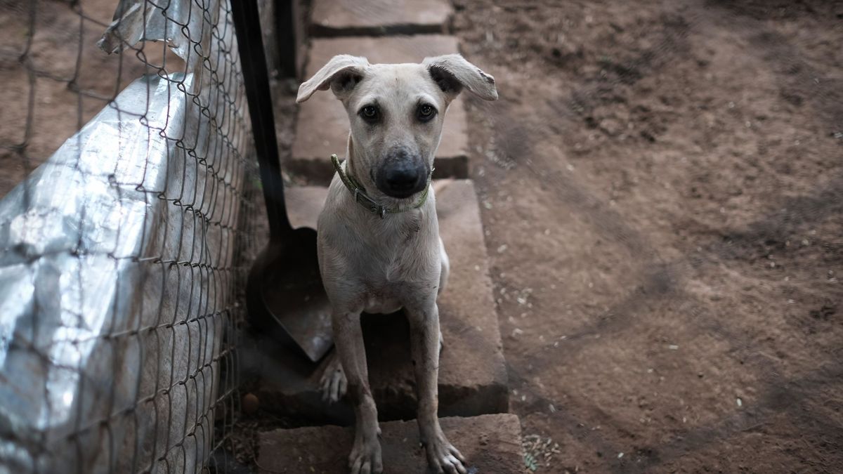 México quiere mandar a la cárcel a las personas que abandonen a sus mascotas
