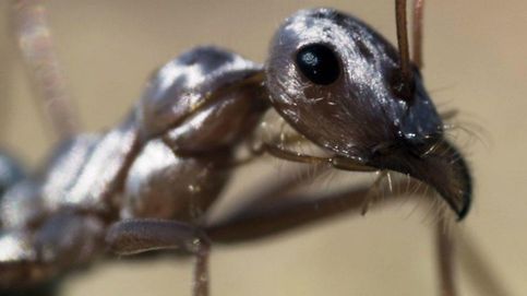 Cómo las hormigas del Sahara se mantienen fresquitas a 70ºC