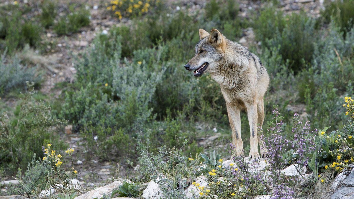 Cuatro CCAA irán a los tribunales si se incluye al lobo en el Régimen de Protección Especial