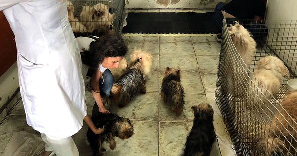 Foto: Los perros se encontraban en penosas condiciones y tuvieron que ser valorados por el veterinario