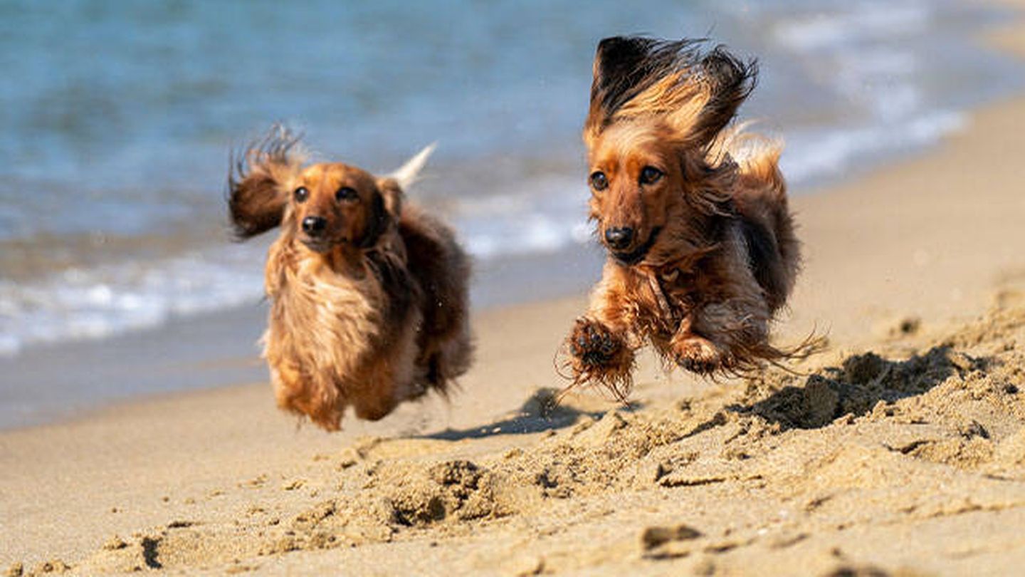Perros corriendo por la playa (Kojirou Sasaki para Unsplash)