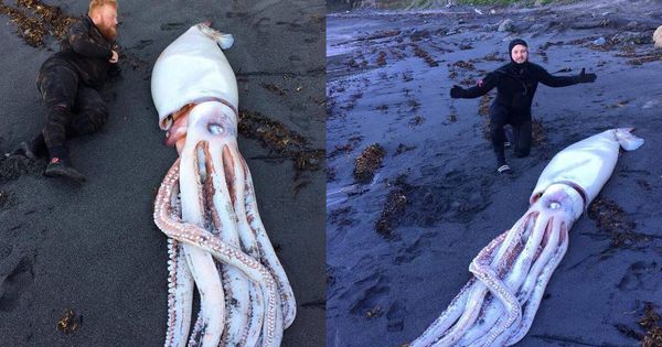 Foto: Daniel Aplin, junto al calamar gigante. (Facebook.com/OceanHunterTeam)