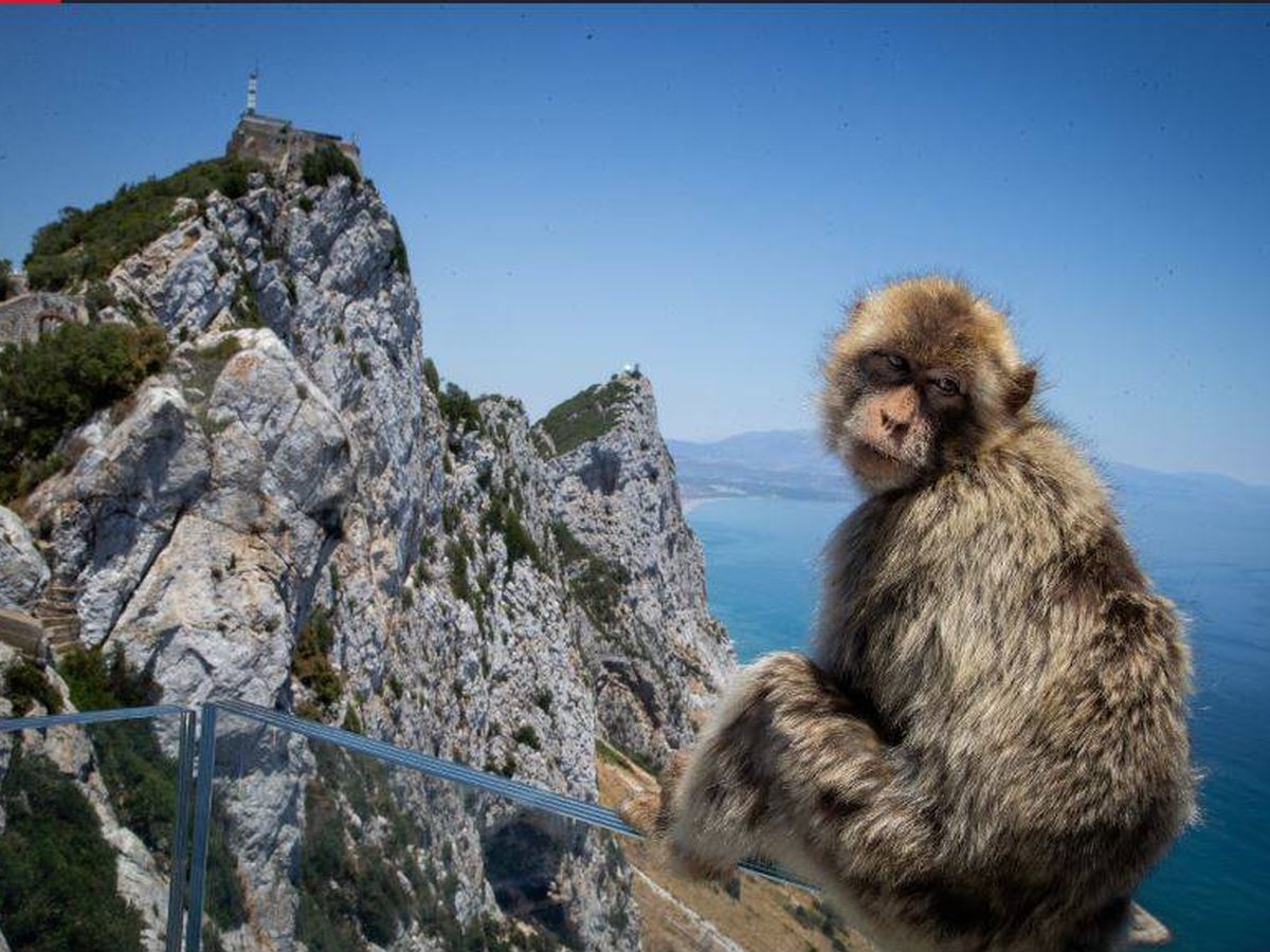 Foto: Monos en Gibraltar. (Fernando Ruso)