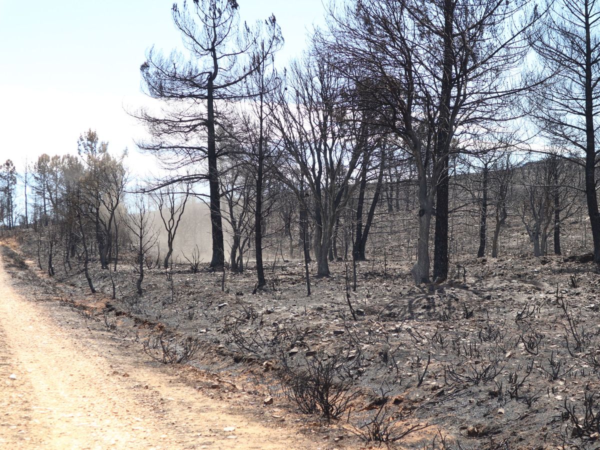 Foto: Foto de archivo, la sierra de la Culebra después de un incendio. (EFE/Mariam A. Montesinos)