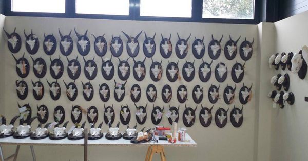 Foto: Algunos de los trofeos de los ejemplares abatidos que se conservan en el Centro de Recuperación de Animales Silvestres (CRAS) de la Comunidad de Madrid. (EFE)