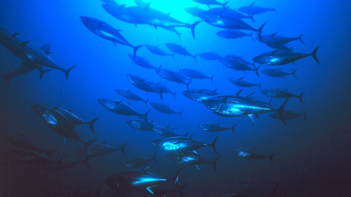 La vida marina de los océanos podría recuperarse para 2050, según un estudio