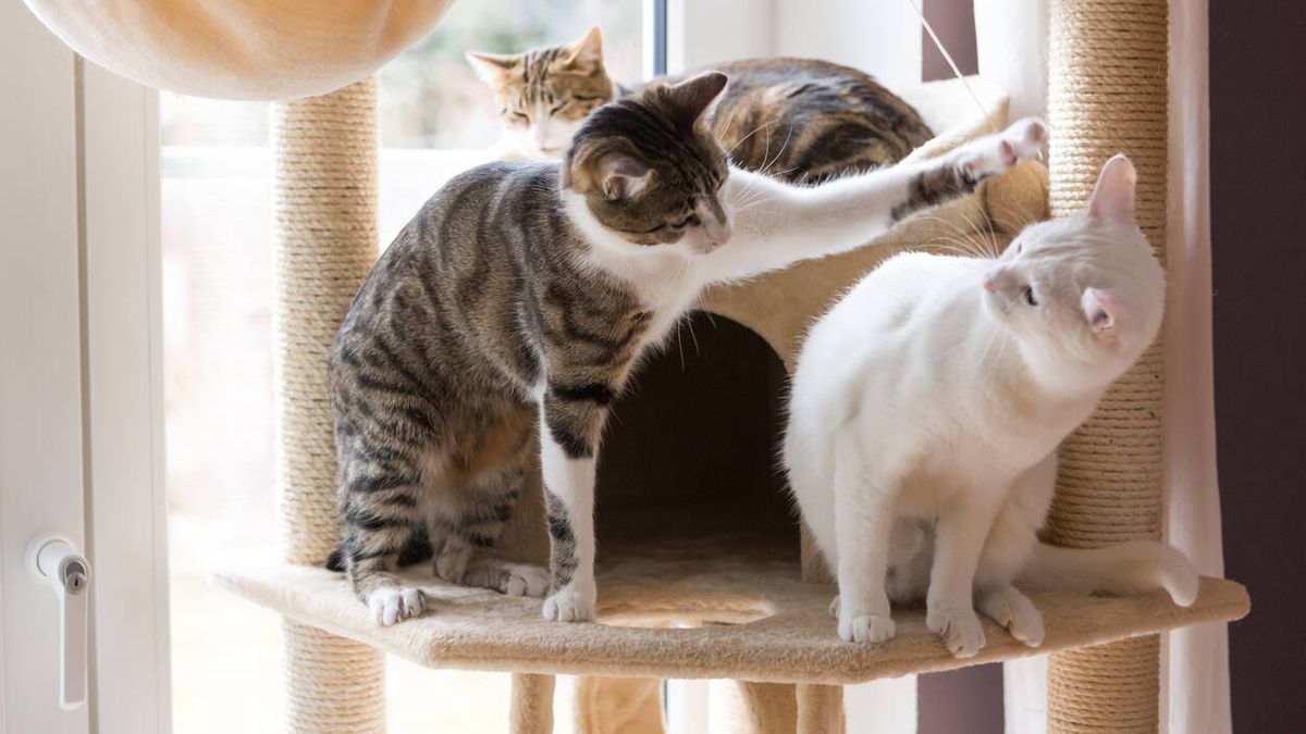 Cómo saber realmente si tus gatos están jugando o peleando