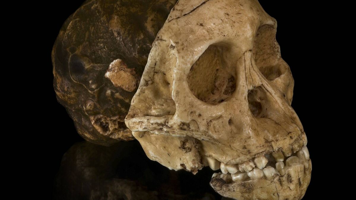 El Niño de Taung, el primer australopithecus hallado, cumple 2,58 millones de años de edad