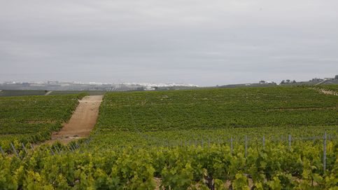 El sector del vino en Córdoba lucha por sobrevivir: la superficie de viñedos cae un 84%