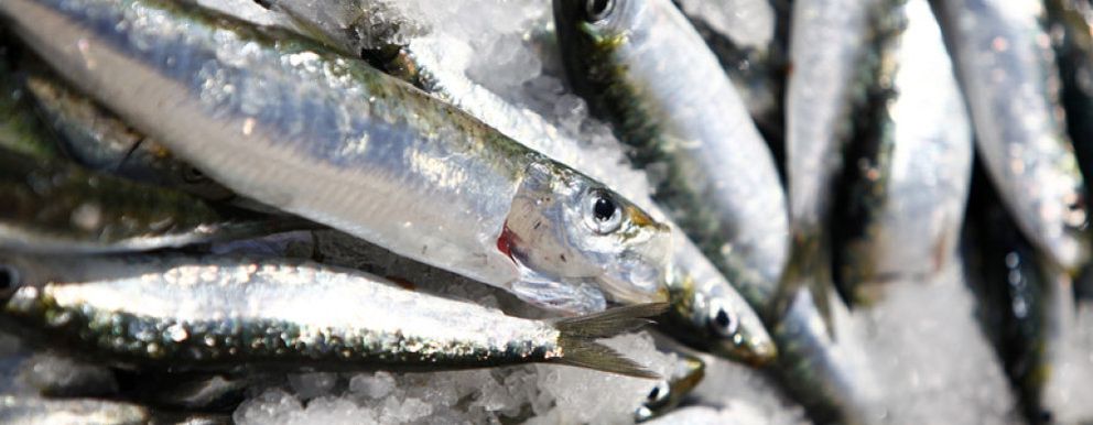 Foto: La sardina, el pescado veraniego