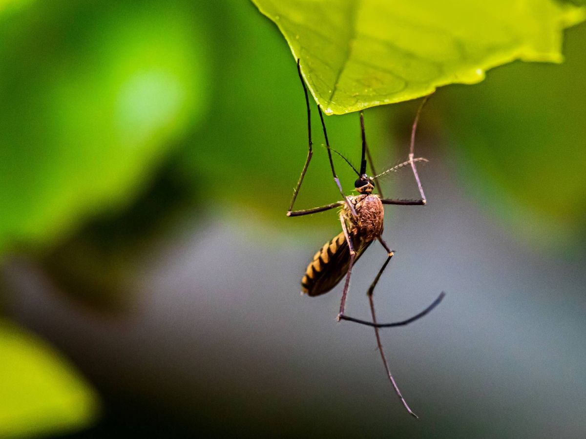 Foto: El mosquito actúa como vector de contagio. (Unsplash/@syedmohdali121)